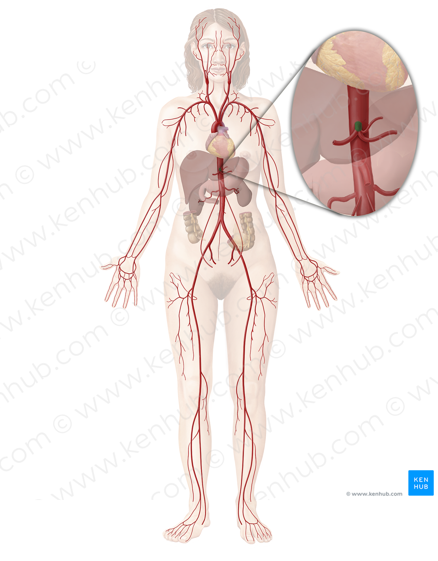 Celiac trunk (#9612)