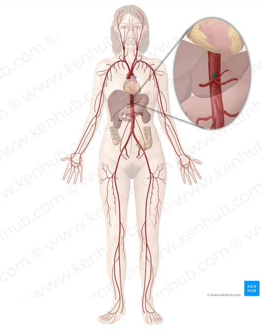 Celiac trunk (#9612)