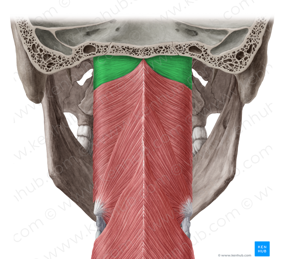 Pharyngobasilar fascia (#3586)