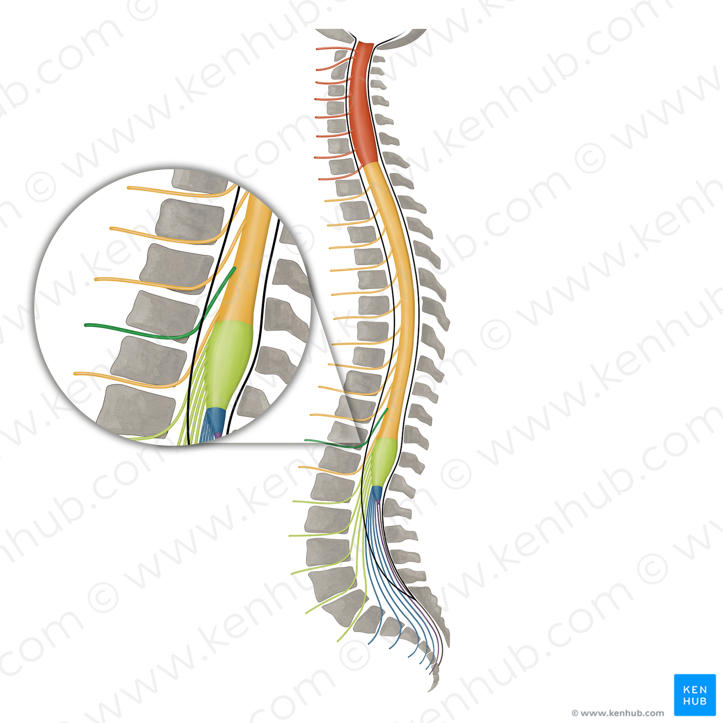 Spinal nerve T11 (#16157)