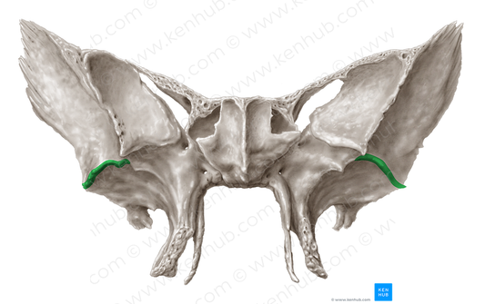 Infratemporal crest of sphenoid bone (#3110)