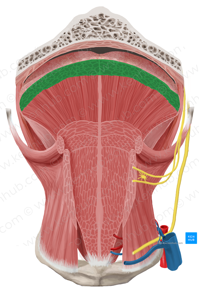 Superior longitudinal muscle of tongue (#5587)