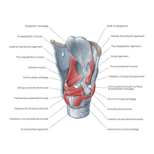 Muscles of the larynx: posterolateral view (English)