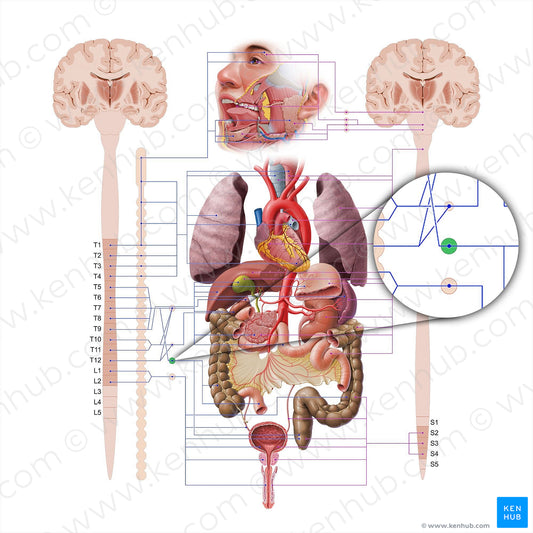 Superior mesenteric ganglion (#18567)