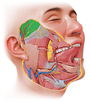 Temporalis muscle (#6071)