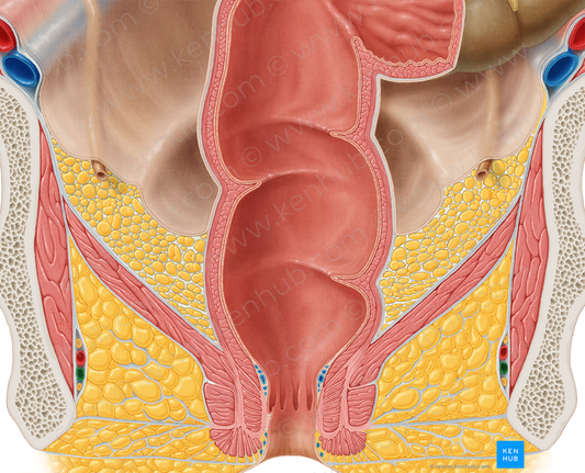 Internal pudendal vein (#10500)