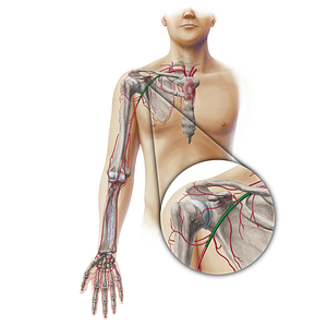 Axillary artery (#19338)