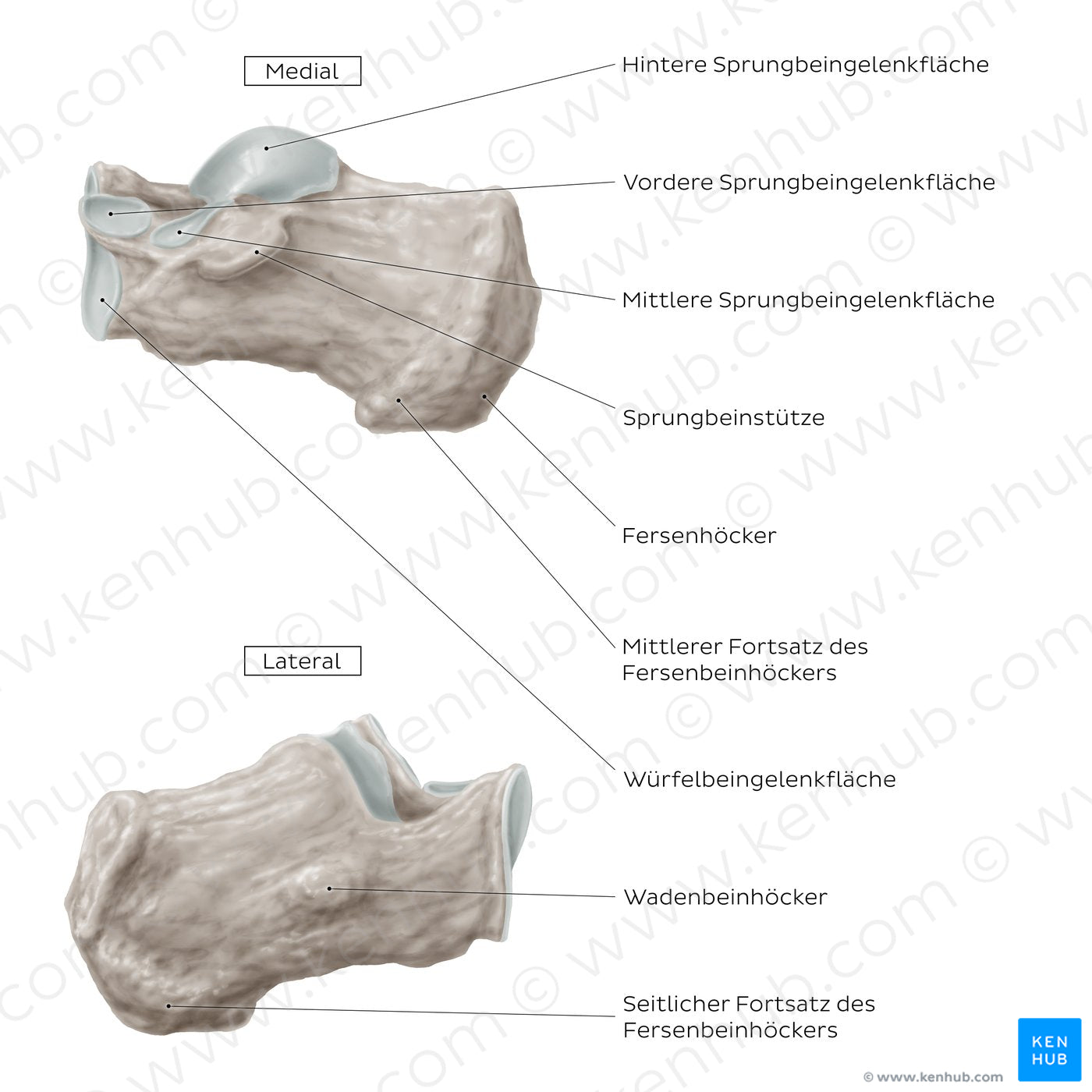 Calcaneus (Medial and lateral view) (German)
