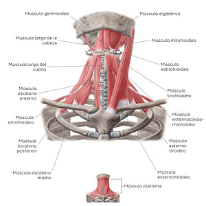 Muscles of the anterior neck (Spanish)