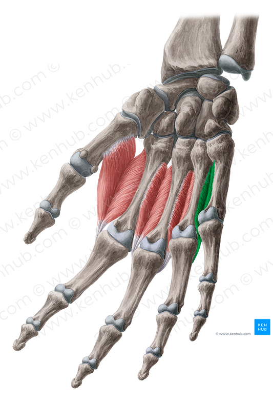 4th dorsal interosseous muscle of hand (#5495)