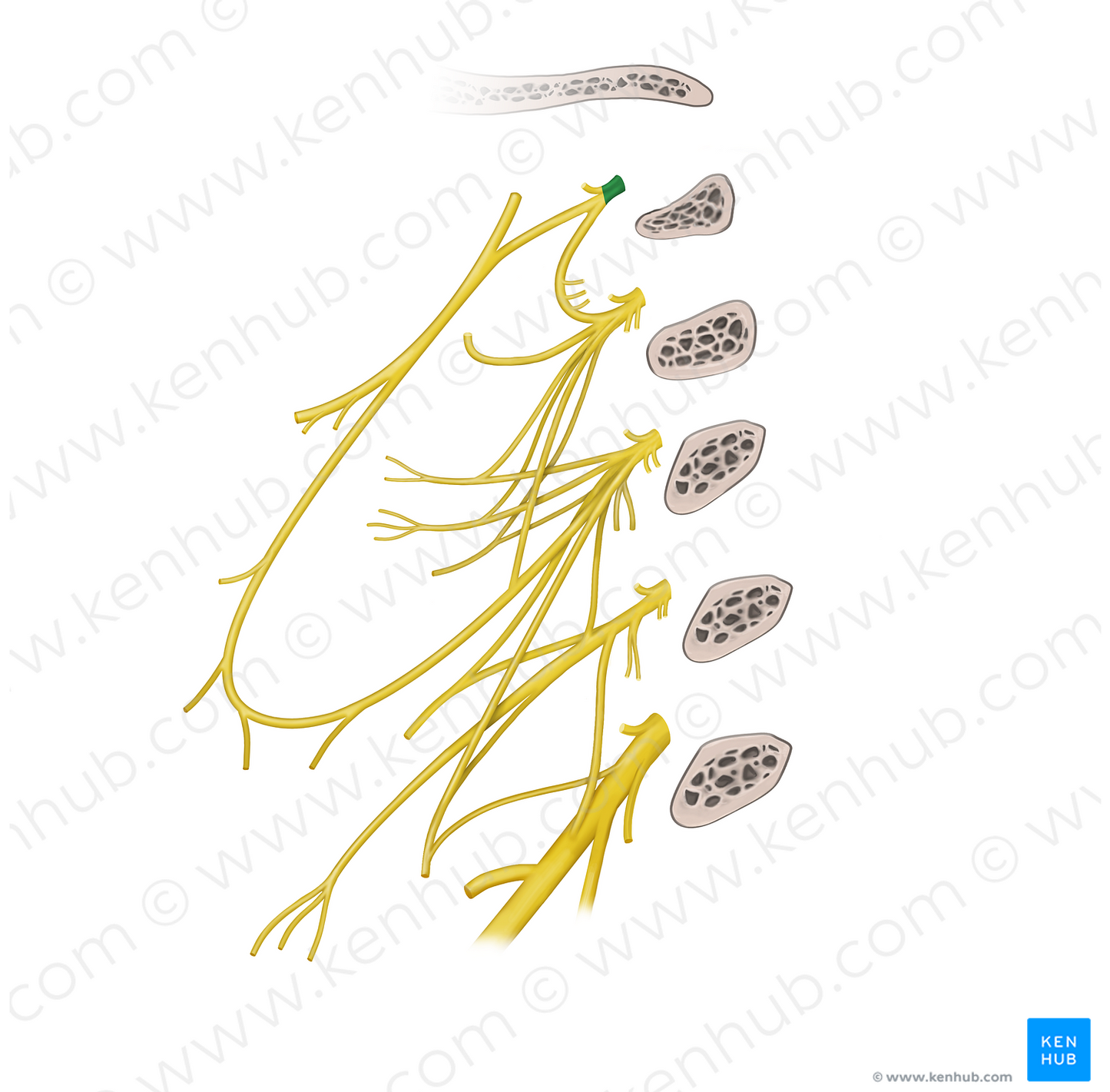 Spinal nerve C1 (#6724)