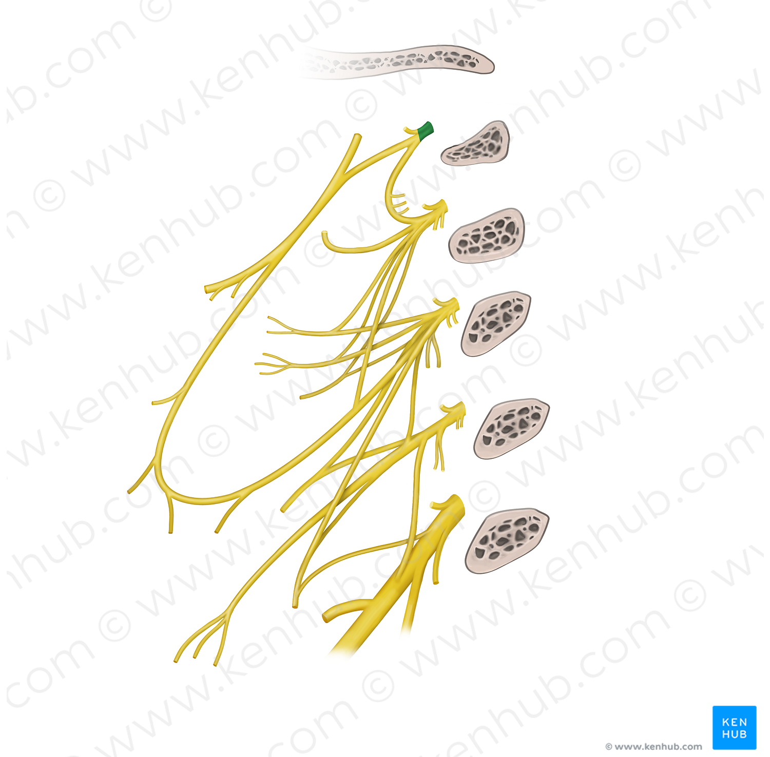 Spinal nerve C1 (#6724)