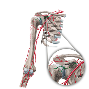 Deltoid branch of thoracoacromial artery (#18925)