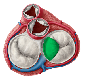 Septal leaflet of right atrioventricular valve (#3187)