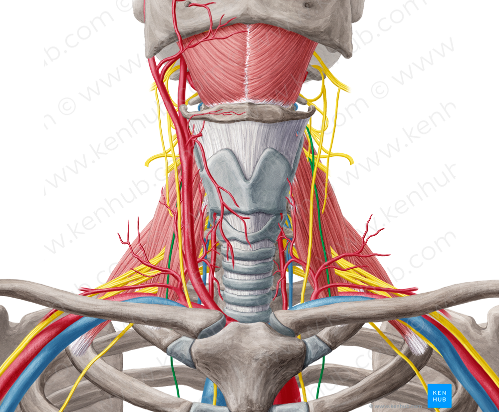 Phrenic nerve (#6686) – Kenhub Image License Store