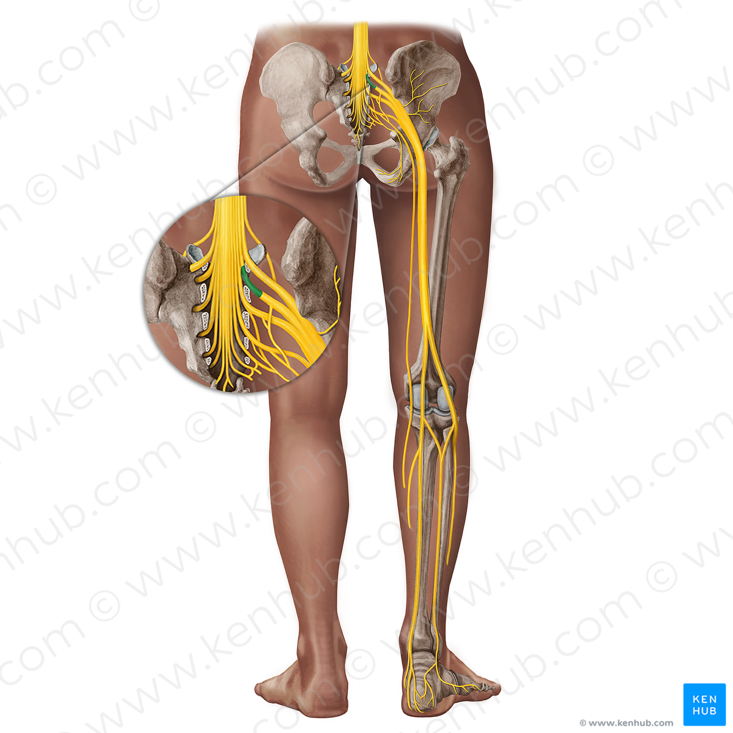 Spinal nerve S1 (#18288)