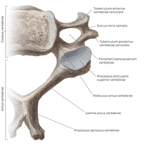 Cervical spine bones and ligaments: typical cervical vertebra (Latin)