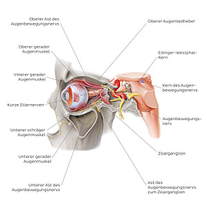 Oculomotor nerve (German)