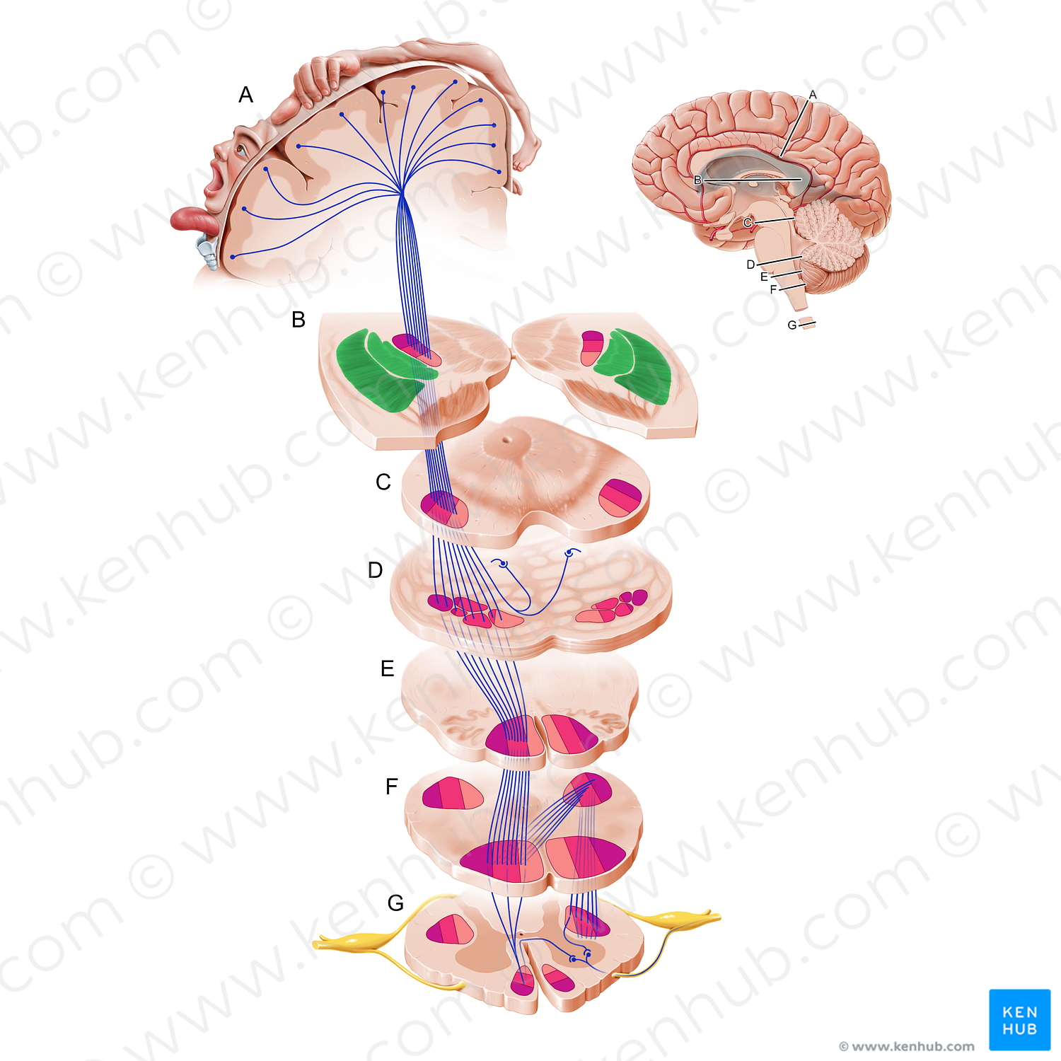 Lentiform nucleus (#19262)