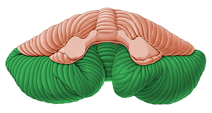 Posterior lobe of cerebellum (#4855)