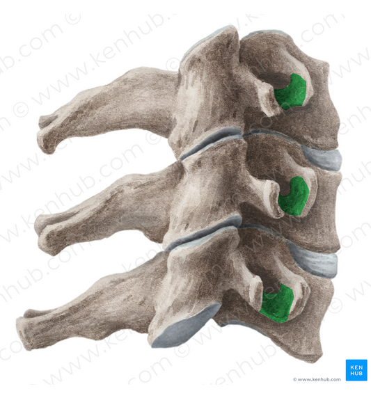 Groove for spinal nerve (#9290)