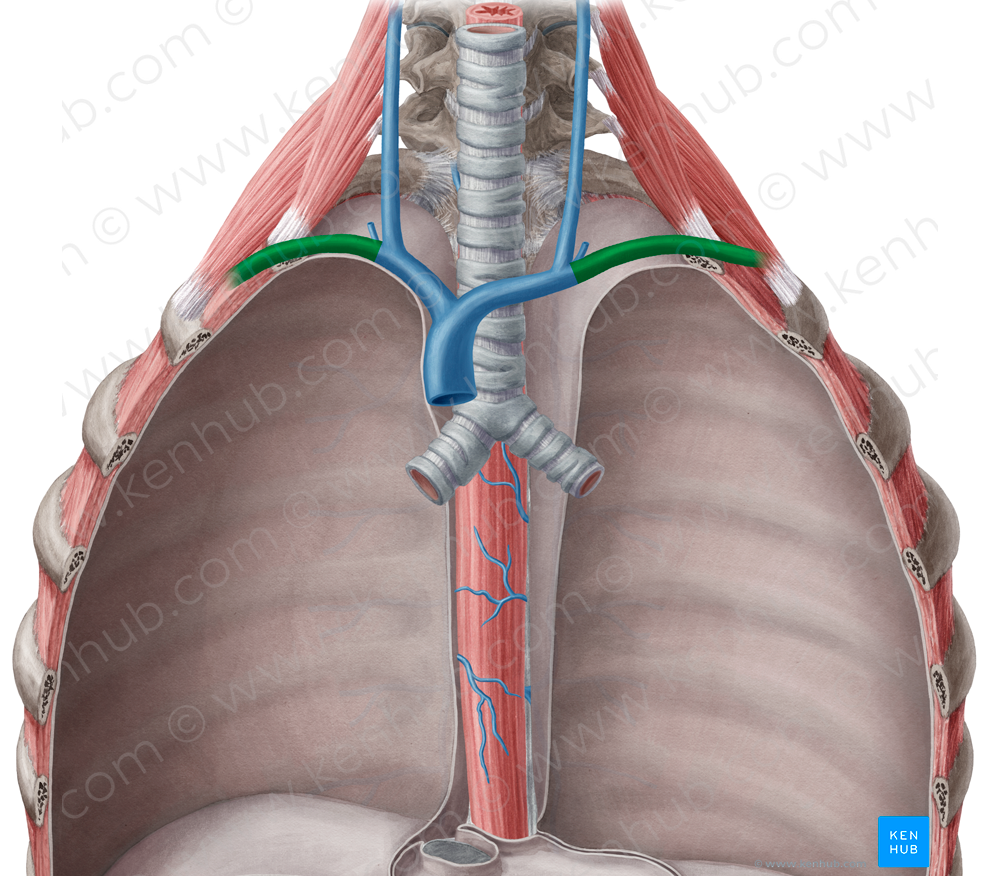 Subclavian vein (#10601)