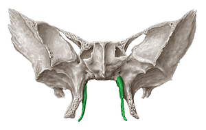 Medial plate of pterygoid process of sphenoid bone (#4397)
