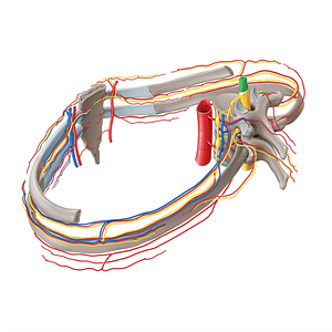 Spinal cord (#21276)