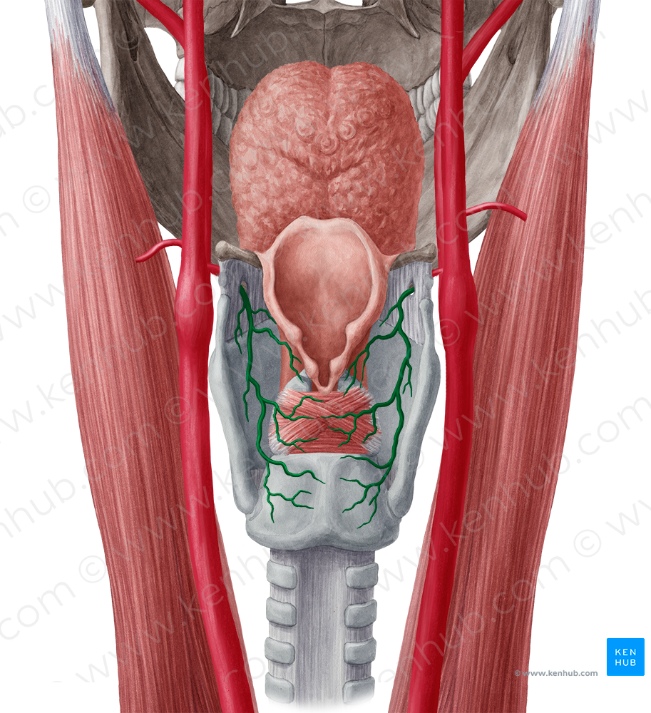 Superior laryngeal artery (#1475)