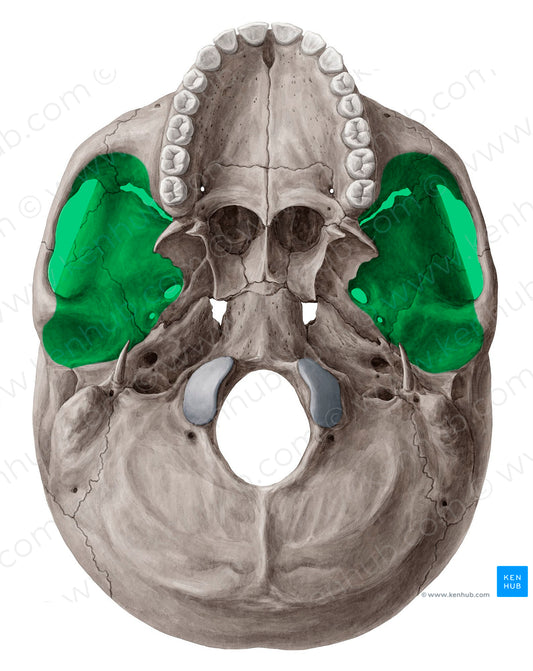 Infratemporal fossa (#21245)