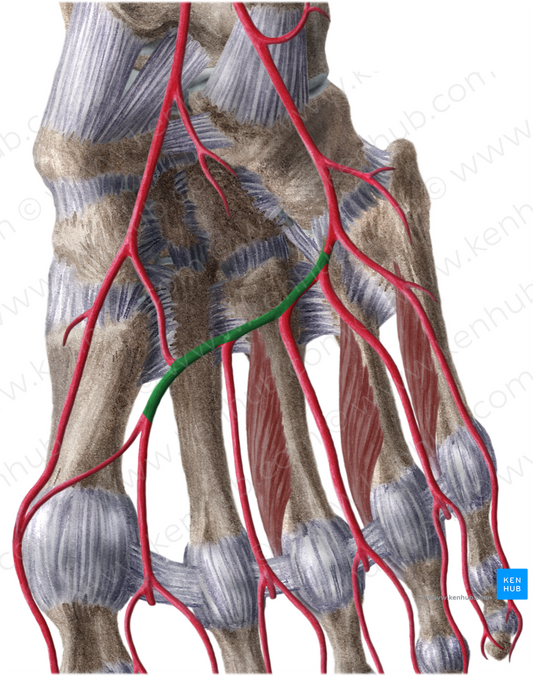 Plantar arch (#849)