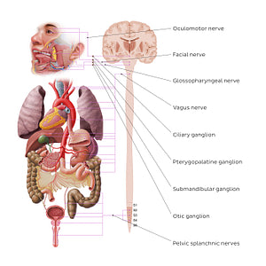 Autonomic nervous system - parasympathetic nervous system (English)