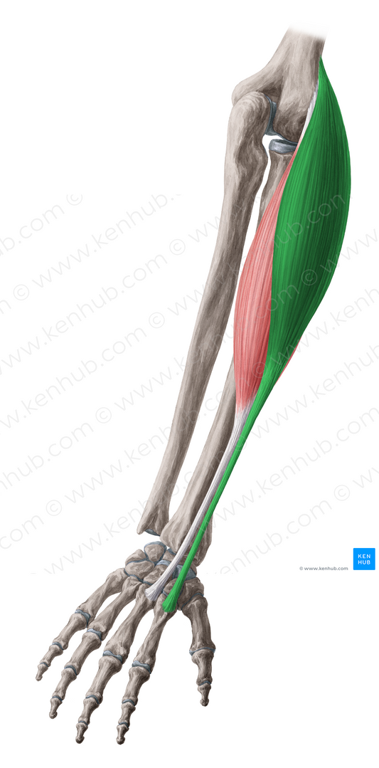Extensor carpi radialis longus muscle (#5309)