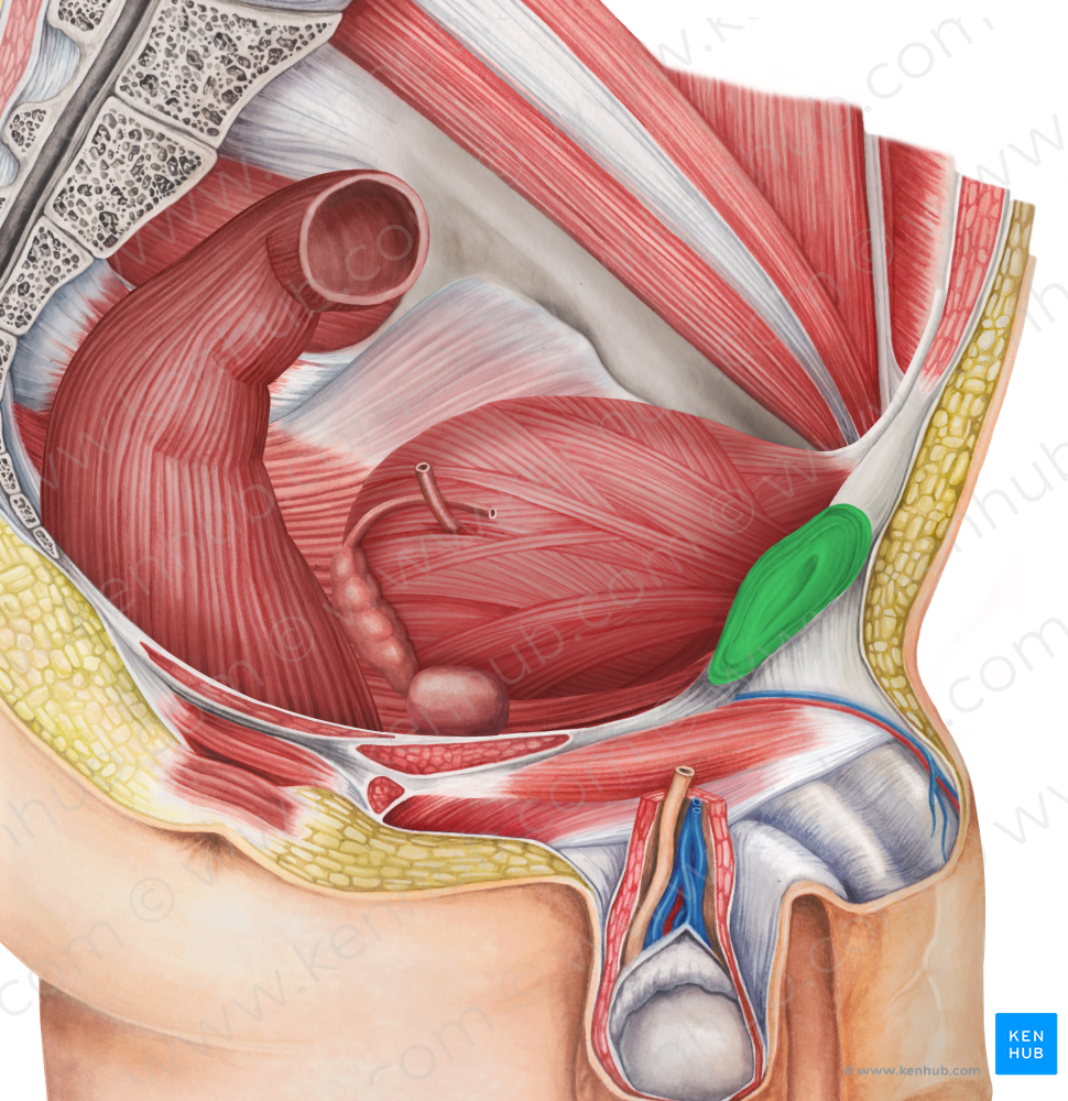 Pubic symphysis (#9389)