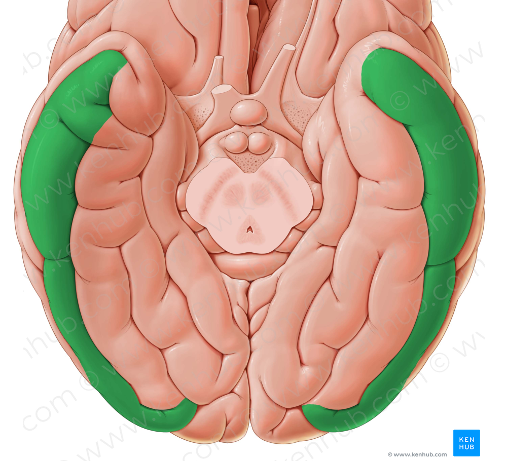 Inferior temporal gyrus (#4209)
