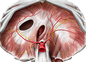 Thoracic splanchnic nerves (#6273)