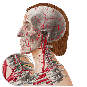 Transverse cervical artery (#21811)