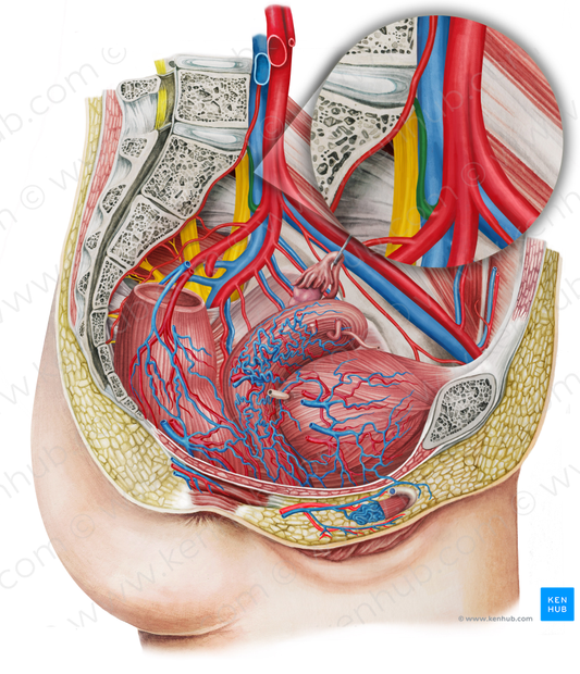 Left iliolumbar artery (#1438)