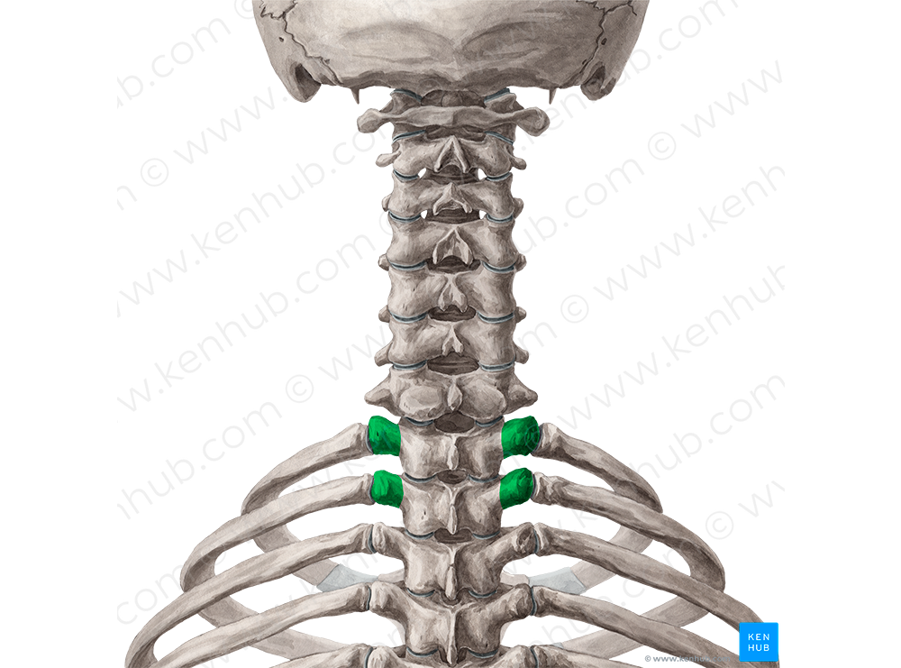 Transverse processes of vertebrae T1-T2 (#8333)