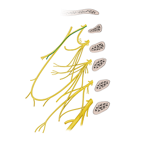 Thyrohyoid branch of hypoglossal nerve (#20539)