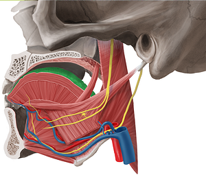 Mucosa of tongue (#9812)