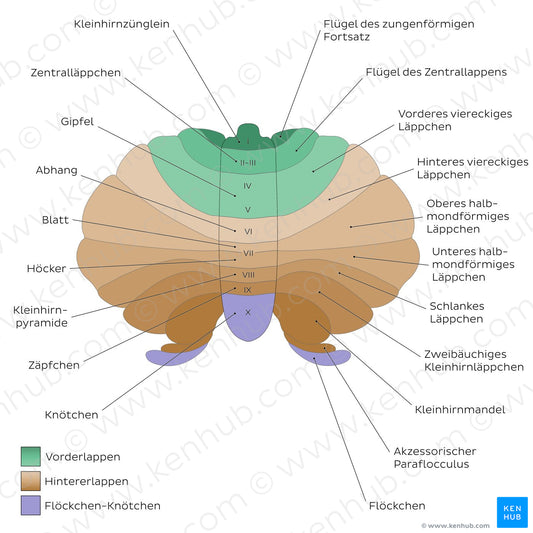 Cerebellum - lobules (schematic) (German)