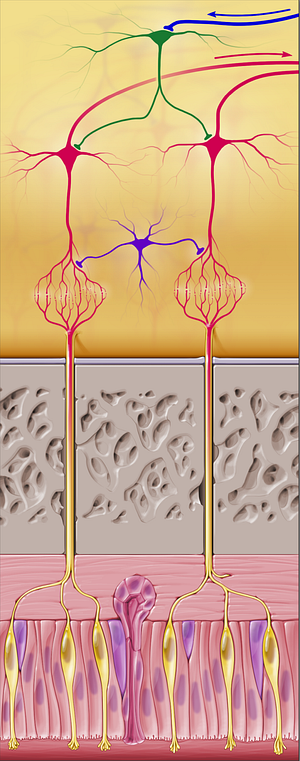 Granular cell (#20621)