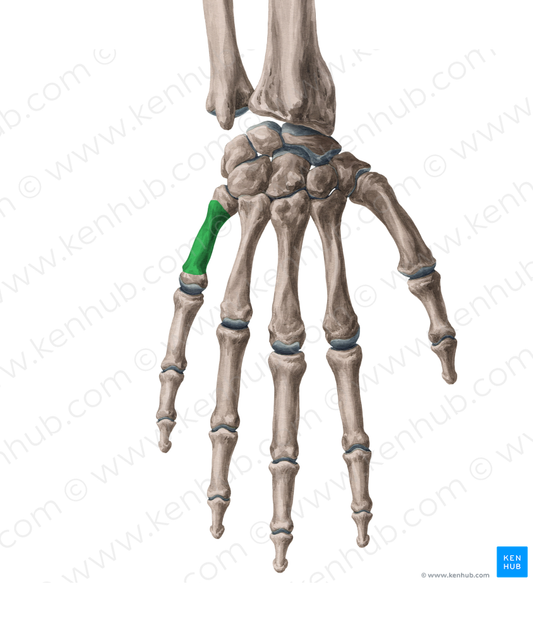 Body of 5th metacarpal bone (#2979)