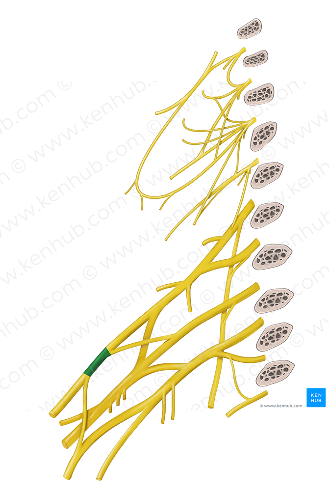 Lateral cord of brachial plexus (#3605)