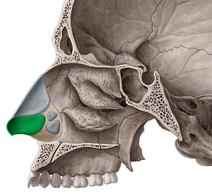 Major alar cartilage (#2481)