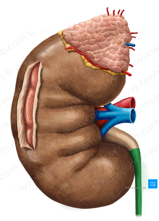 Right ureter (#9851)