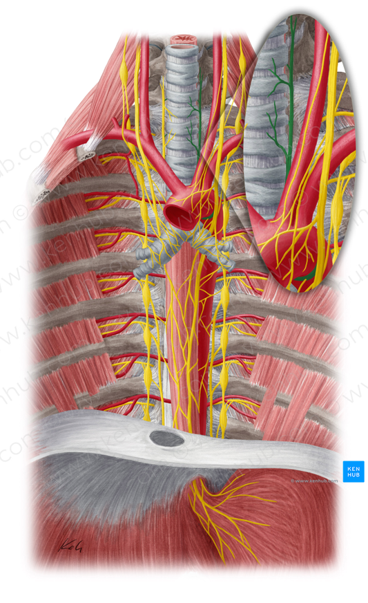 Left recurrent laryngeal nerve (#6520)