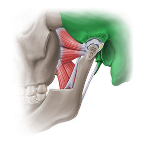 Temporal bone (#18878)