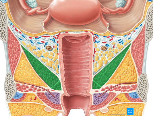 Levator ani muscle (#5535)